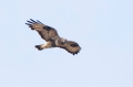 ruigpootbuizerd 2